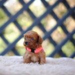 Leila-female-cavapoo-puppy-for-sale- (5)