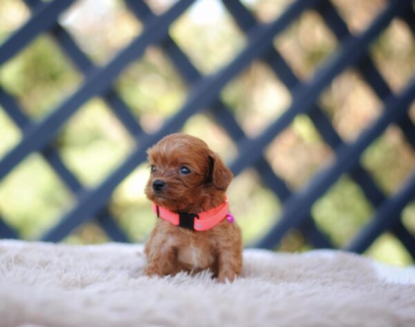 Leila Cavapoo