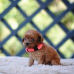 Leila-female-cavapoo-puppy-for-sale- (6)