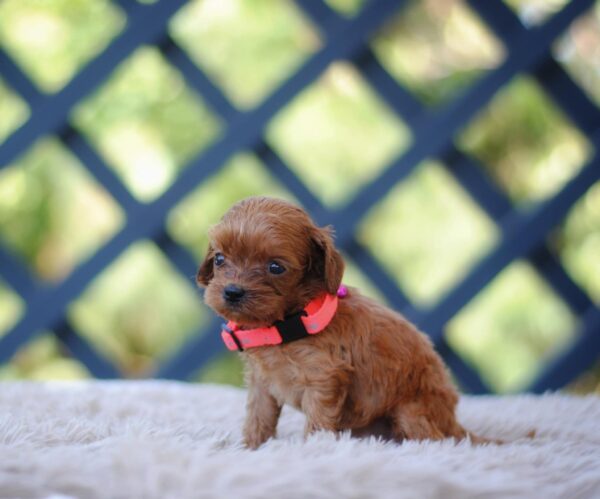 Leila Cavapoo