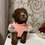 Lelya-female-Poodle-puppy-for-sale-1