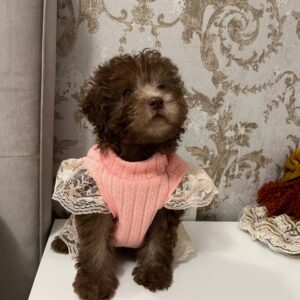 Lelya Toy Poodle