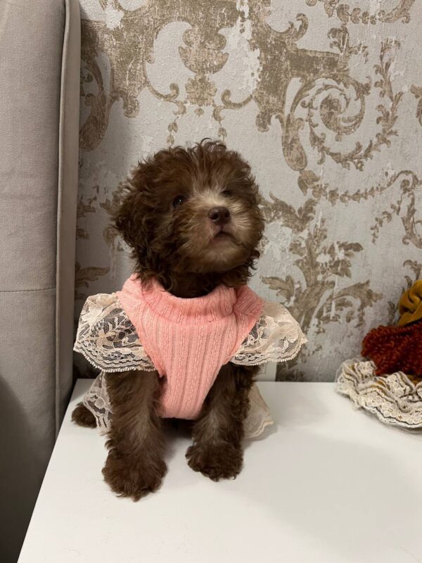 Lelya Toy Poodle