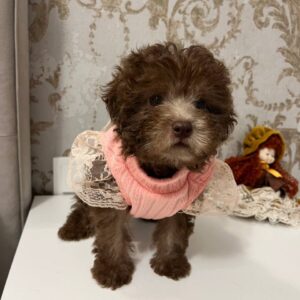 Lelya Toy Poodle