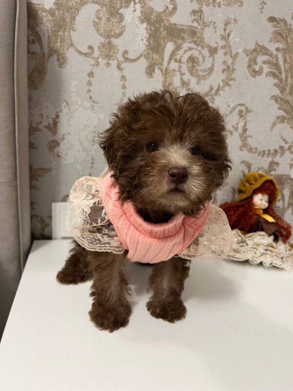 Lelya Toy Poodle