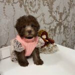 Lelya-female-Poodle-puppy-for-sale-3