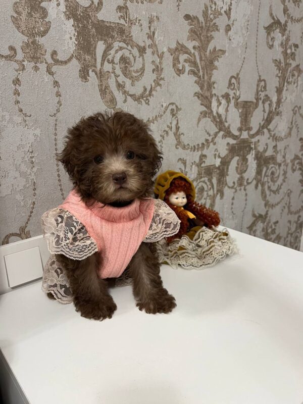 Lelya Toy Poodle