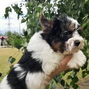 Lilu Biewer Yorkshire Terrier