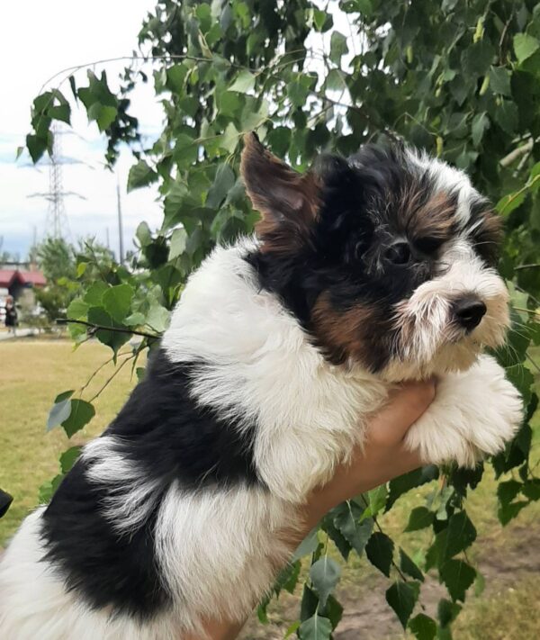 Lilu Biewer Yorkshire Terrier