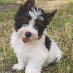 Lossi Biewer Yorkshire Terrier