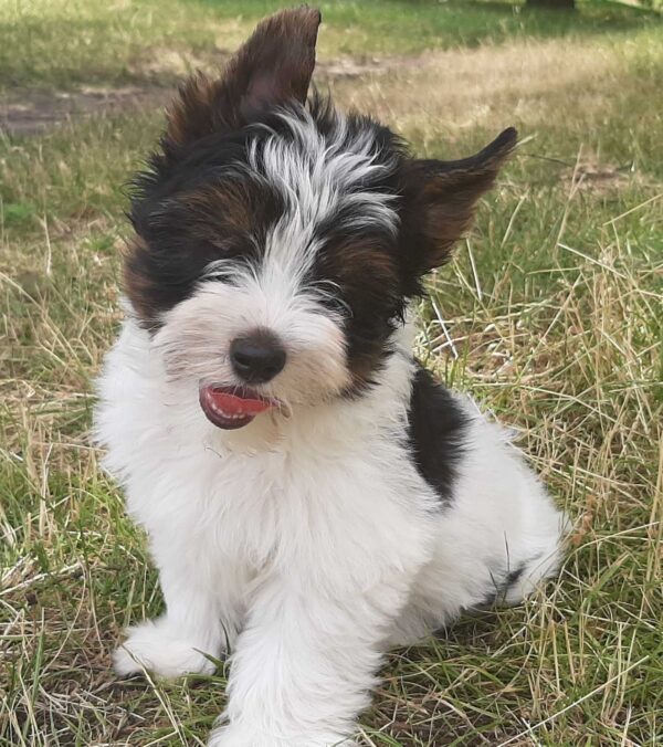 Lilu Biewer Yorkshire Terrier