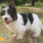 Lilu-female-Biewer-Yorkshire-Terrie-puppy-for-sale-1 (3)