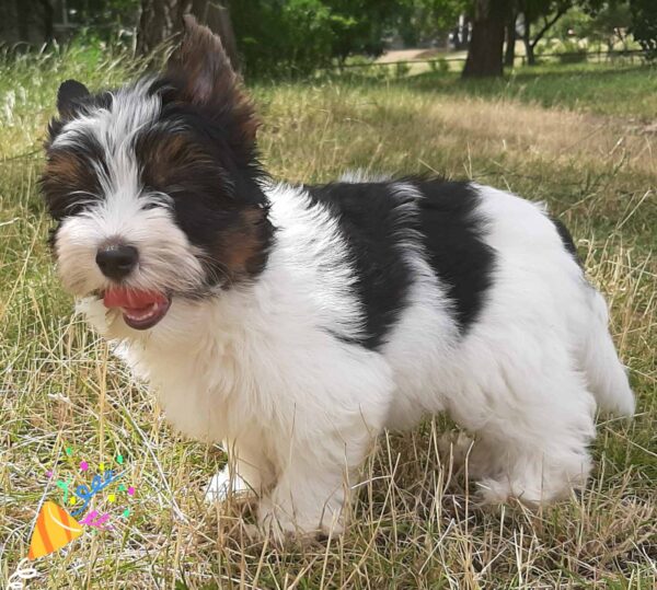 Lilu Biewer Yorkshire Terrier