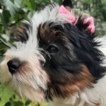 Lilu-female-Biewer-Yorkshire-Terrie-puppy-for-sale-1 (4)