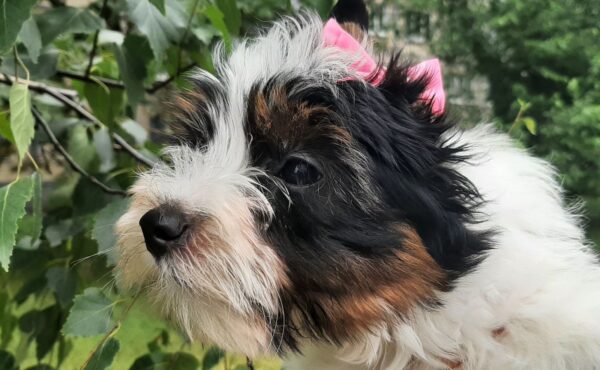 Lilu Biewer Yorkshire Terrier