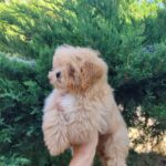 Lissa-female-Maltipom-puppy-for-sale-2