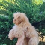 Lissa-female-Maltipom-puppy-for-sale-3