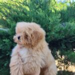 Lissa-female-Maltipom-puppy-for-sale-4