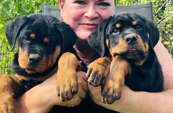 Rhea and Roxy Rottweiler