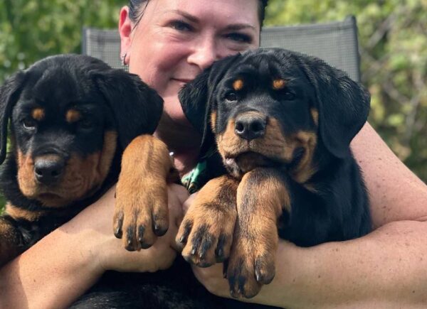 Rhea and Roxy Rottweiler