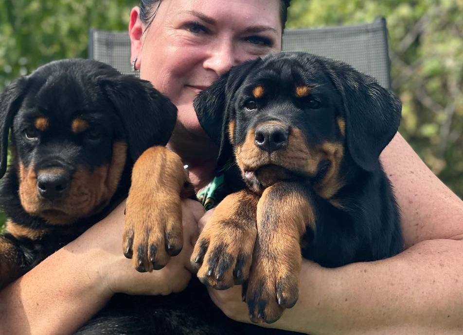 Dog Breed Best Rottweiler Names Good Name For Girl Rottweiler