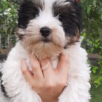 Loki-male-Biewer-Yorkshire-Terrie-puppy-for-sale-1 (1)