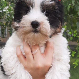 Loki Biewer Yorkshire Terrier