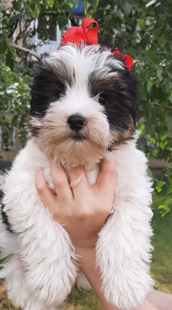 Loki Biewer Yorkshire Terrier