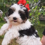 Loki-male-Biewer-Yorkshire-Terrie-puppy-for-sale-1 (2)