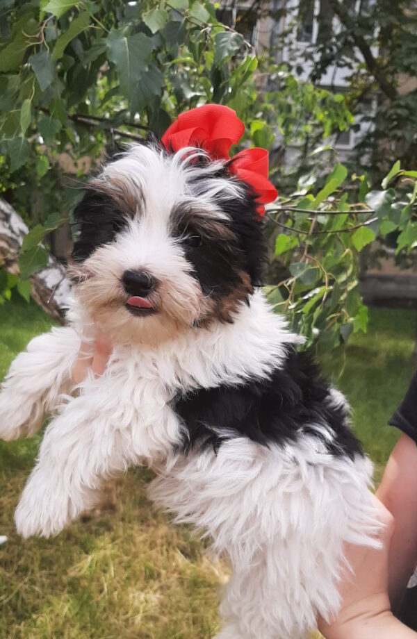 Loki Biewer Yorkshire Terrier