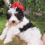 Loki-male-Biewer-Yorkshire-Terrie-puppy-for-sale-1 (3)
