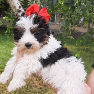 Loki Biewer Yorkshire Terrier