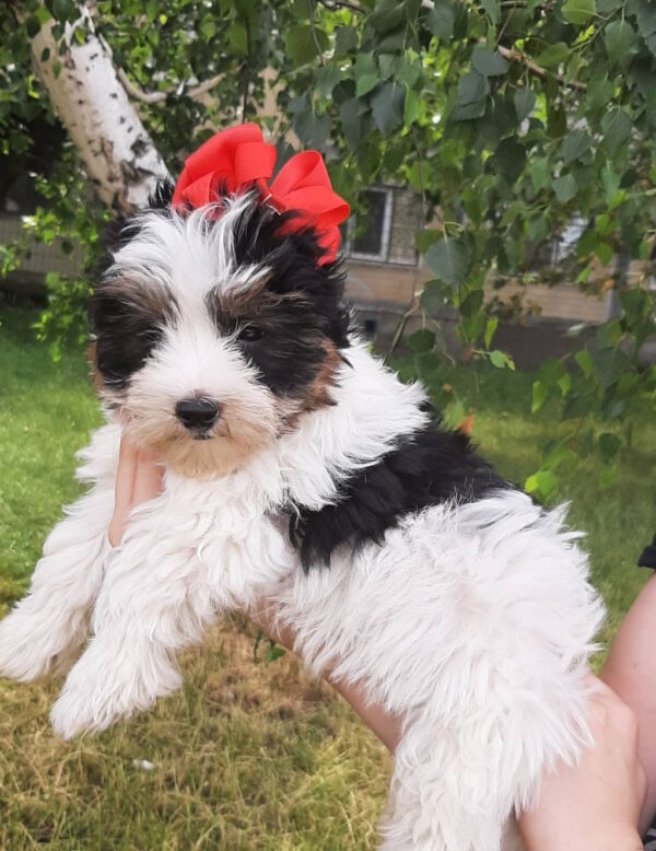 Loki Biewer Yorkshire Terrier