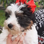 Loki-male-Biewer-Yorkshire-Terrie-puppy-for-sale-1 (4)