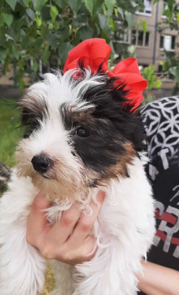 Loki Biewer Yorkshire Terrier