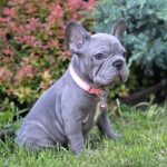 Lola-female-big-rope-french-bulldog-puppy-for-sale-1 (1)