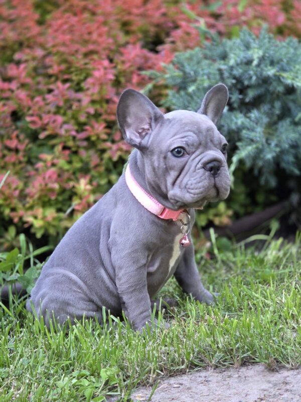 Lola Big Rope French Bulldog