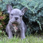 Lally Big Rope French Bulldog