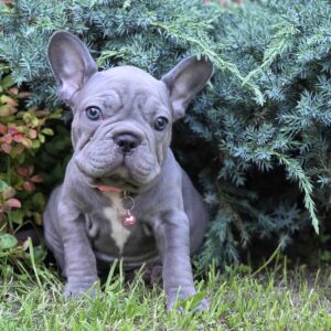Lola Big Rope French Bulldog