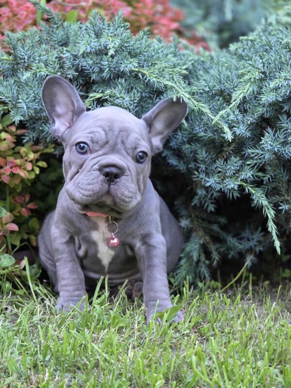 Lola Big Rope French Bulldog