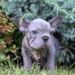 Lola-female-big-rope-french-bulldog-puppy-for-sale-1 (3)