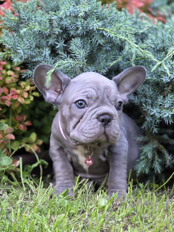 Lola Big Rope French Bulldog