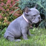 Lola-female-big-rope-french-bulldog-puppy-for-sale-1 (4)