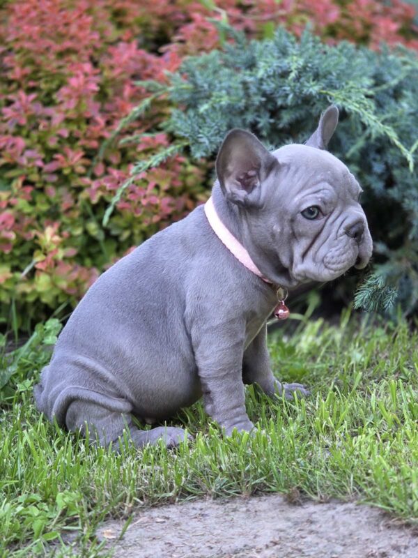 Lola Big Rope French Bulldog