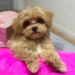 Lona-female-Maltipoo-puppy-for-sale-1