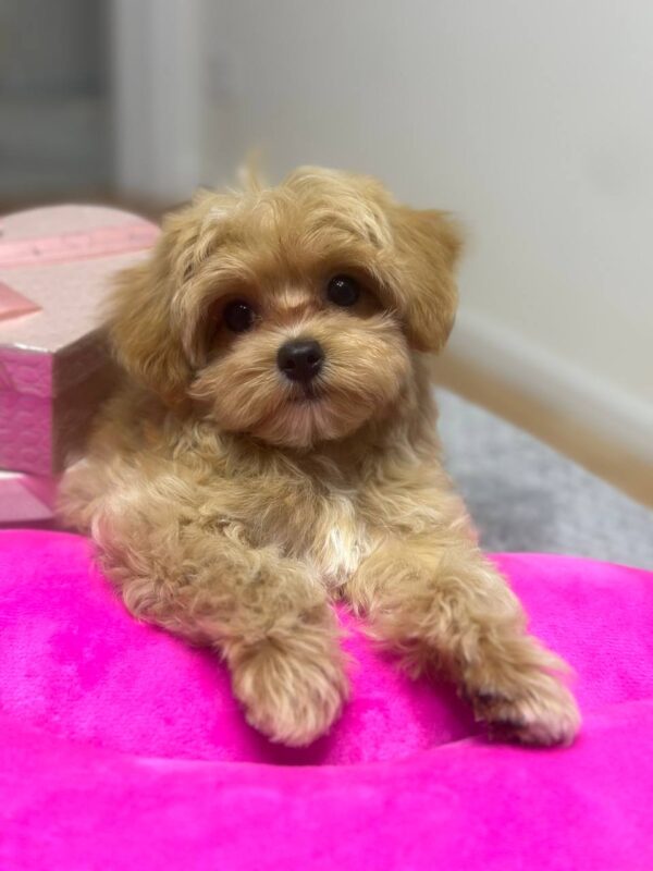 Lona Maltipoo