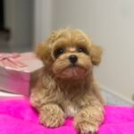 Lona-female-Maltipoo-puppy-for-sale-2