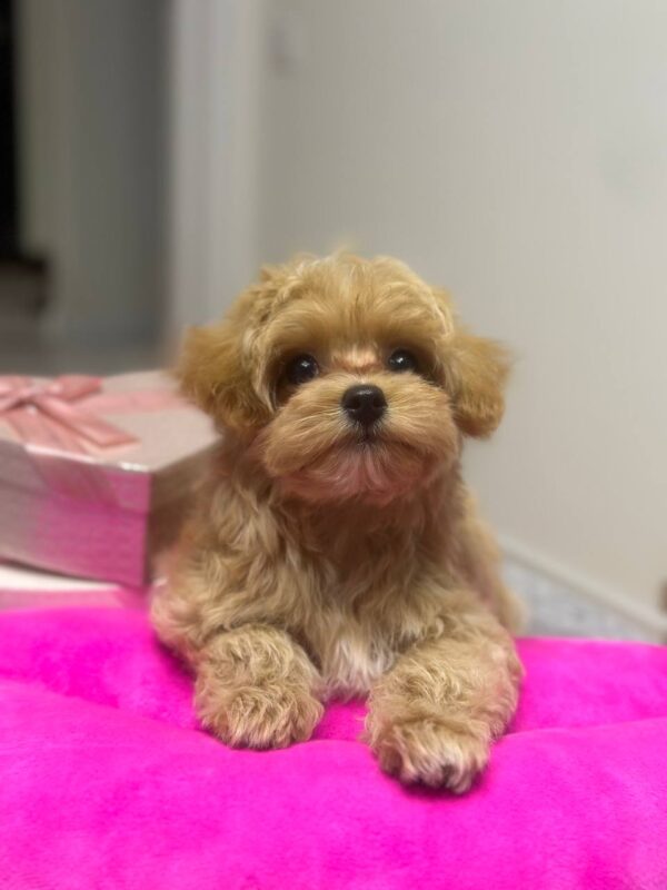Lona Maltipoo
