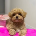 Lona-female-Maltipoo-puppy-for-sale-3