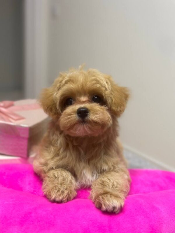 Lona Maltipoo